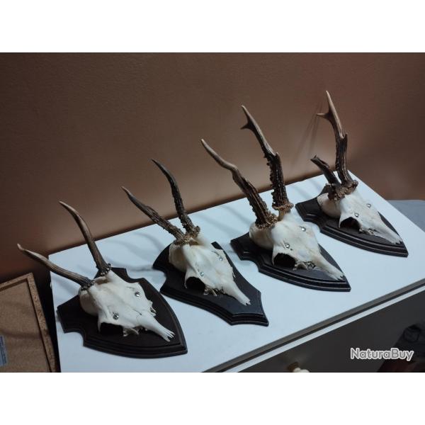 4 TROPHEE CHEVREUIL BROCARD TAXIDERMIE CHASSE