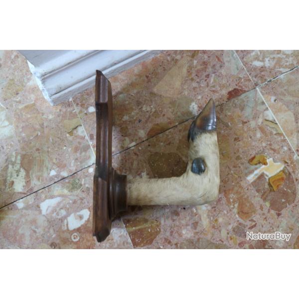 porte manteau patte de biche ou chevreuil CHASSE
