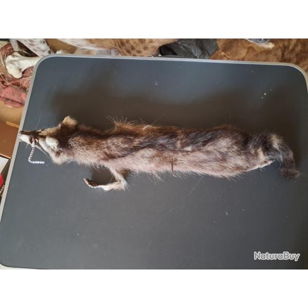 Peau de raton laveur ; Procyon lotor