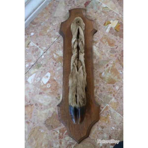 trophee pied patte d' honneur CERF 128kg CLAIREMBAULT chasse (1) 1994