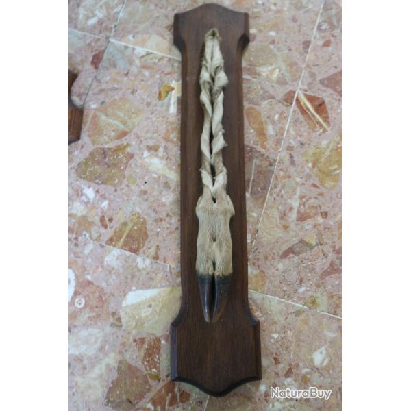 trophee pied patte d' honneur BICHE CLAIRAMBAULT chasse (2) 1984