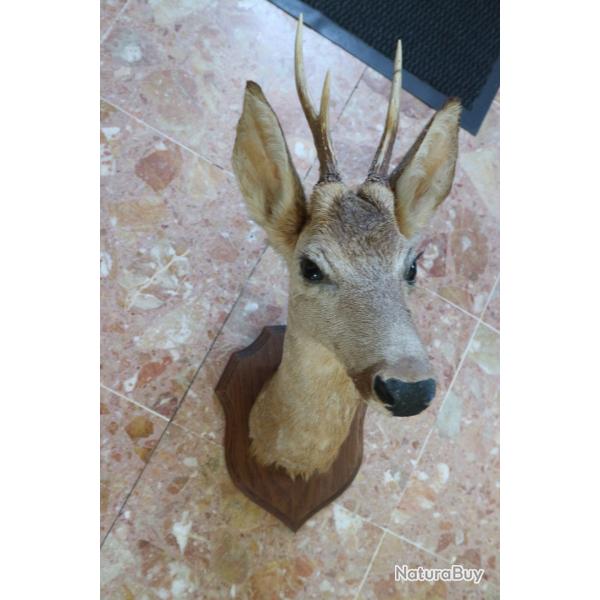 Trophee massacre tete de CHEVREUIL sur ecusson CHASSE