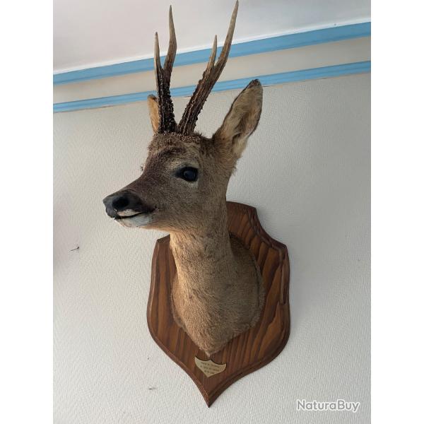 Taxidermie chevreuil