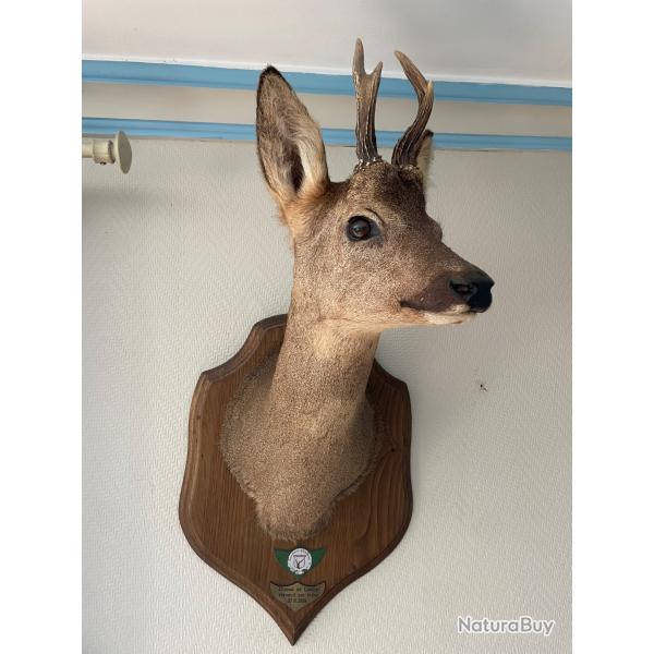 Taxidermie chevreuil