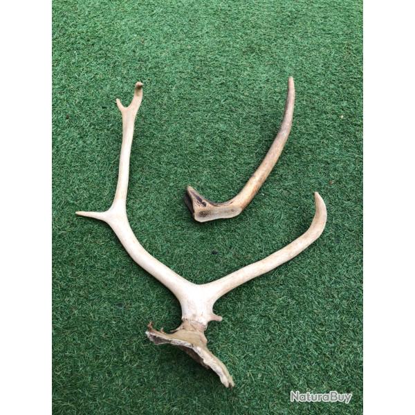 Bois de cerf Pour couteliers ou autre
