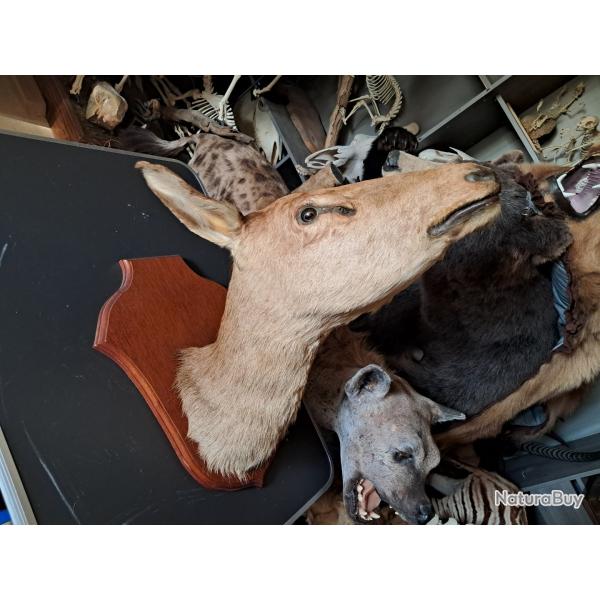 Taxidermie de biche