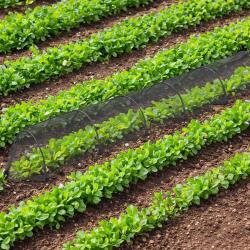 Tunnel de protection pour potager maill&eacute; - 3 m