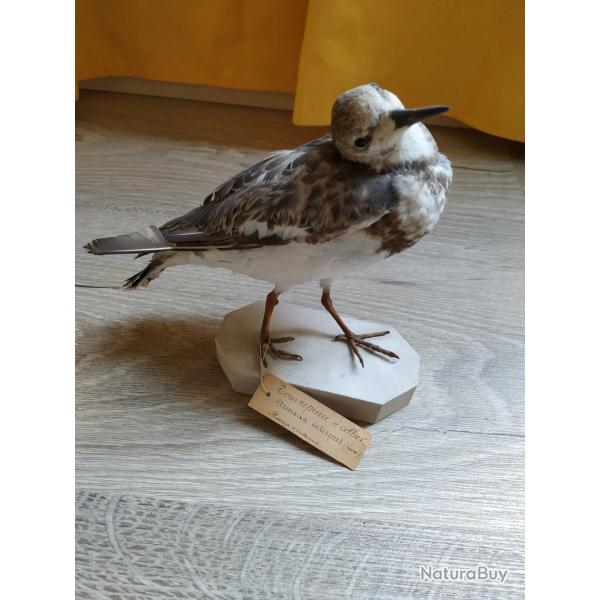 Taxidermie Tournepierre � collier