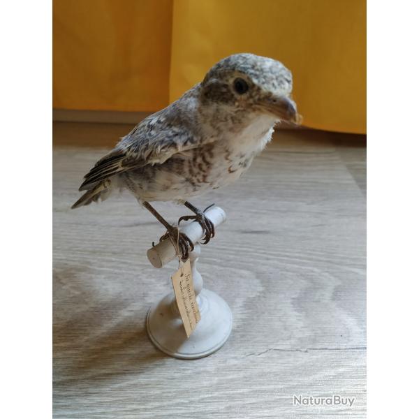 Taxidermie Pie gri�che �corcheur