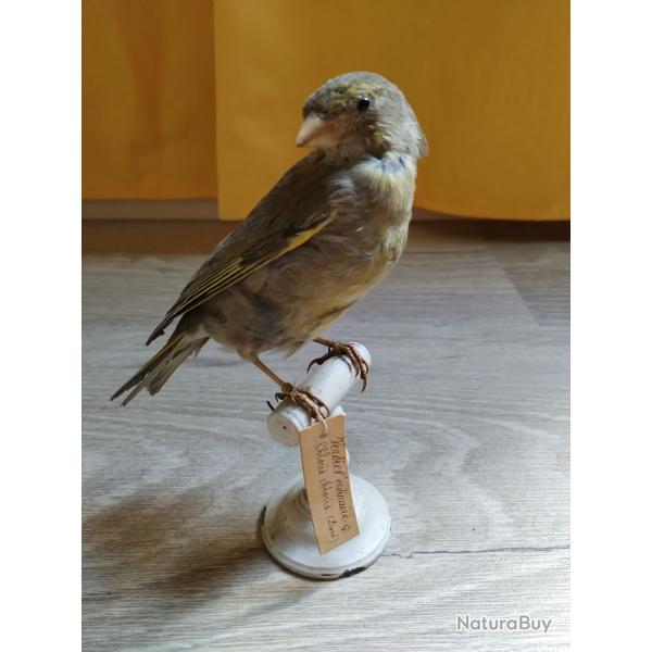 Taxidermie Verdier ordinaire