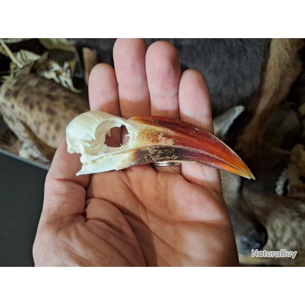 Crne de calao  bec rouge ; Tockus erythrorhynchus #6