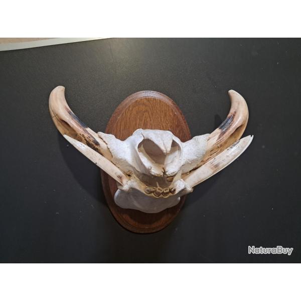 Troph�e "museau" de phacoch�re #5