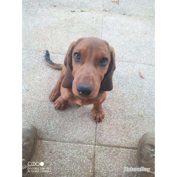 Chien basset des alpes