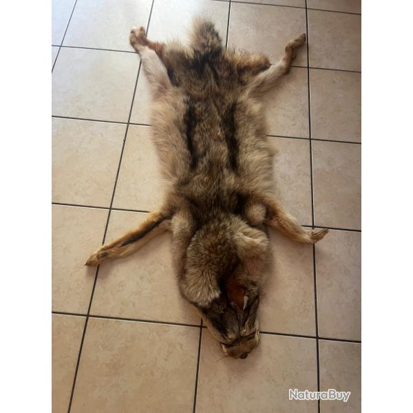 Peau de loup du Canada