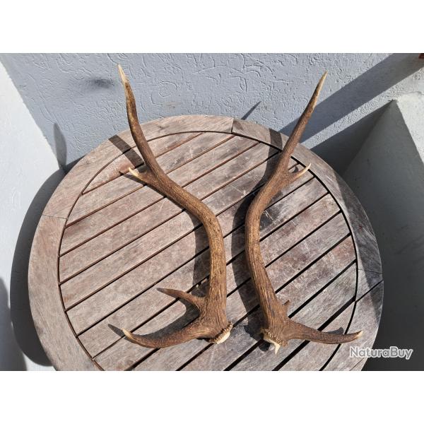 Paire de bois de cerf 8 cors ; Cervus elaphus #7