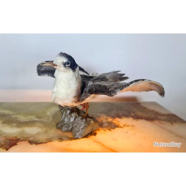 GUIFETTE NOIRE (CHLIDONIAS NIGER) (CE) : SP�CIMEN NATURALIS�