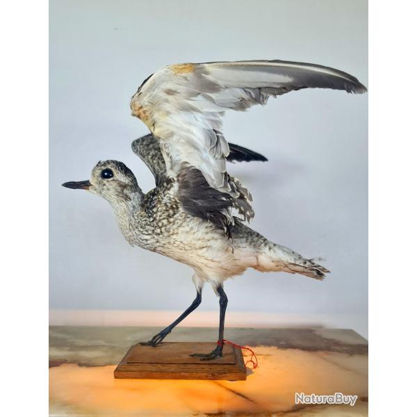 Pluvier argent� (Pluvialis squaratola) (CH) : sp�cimen naturalis�