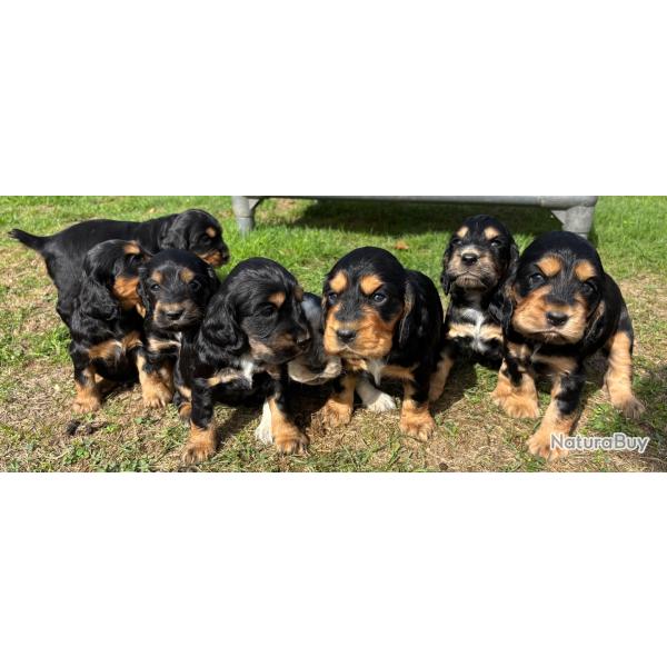 COCKER ANGLAIS Chiots de 2 mois LOF