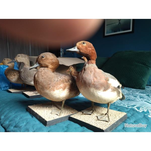 Taxidermie collection canards