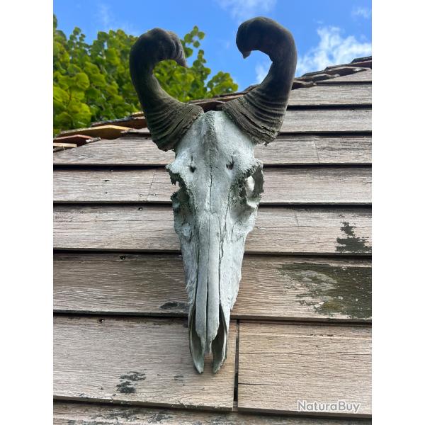 Lot de Deux crnes antilope trophe chasse Afrique