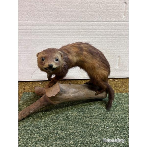 Fouine naturalis�e