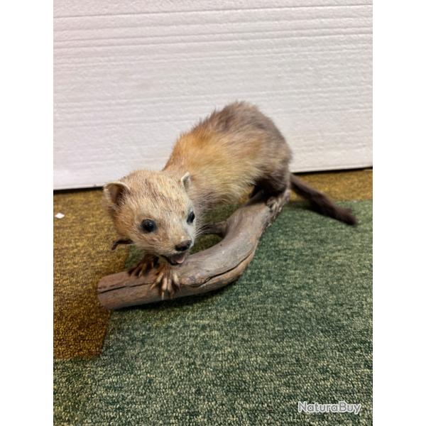 Fouine naturalis�e sur branche