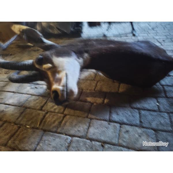 Troph�e d'Afrique du sud