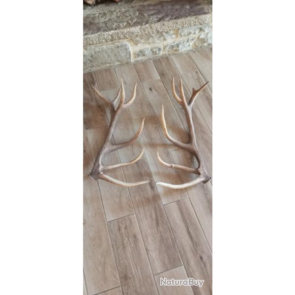 Paire de bois de cerf 14 cors