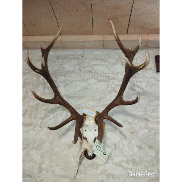 massacres cerf elaphe