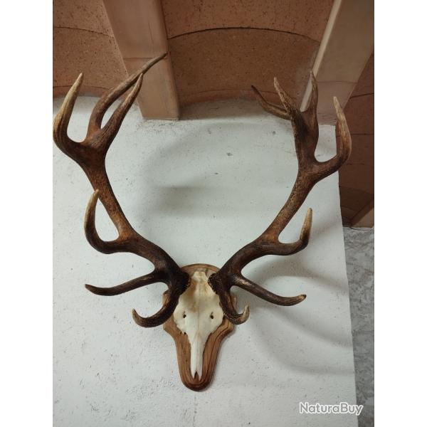 massacre cerf elaphe