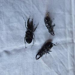 3 insectes col&eacute;opt&egrave;res.