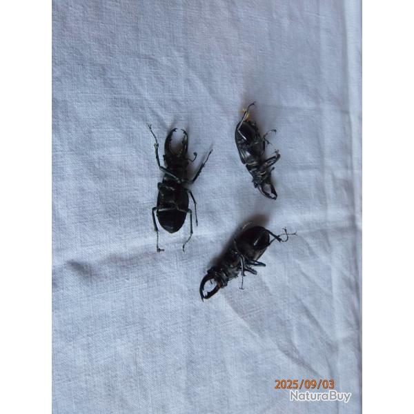 3 insectes col�opt�res.