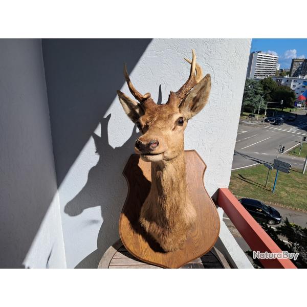 Taxidermie de cerf �laphe t�te bizarde ; Cervus elaphus #2008