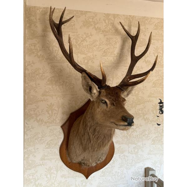 Troph�e cerf 14 cors en cape