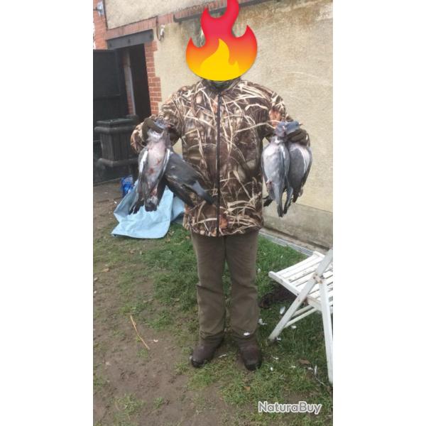 Chasse aux pigeons ramiers en sologne