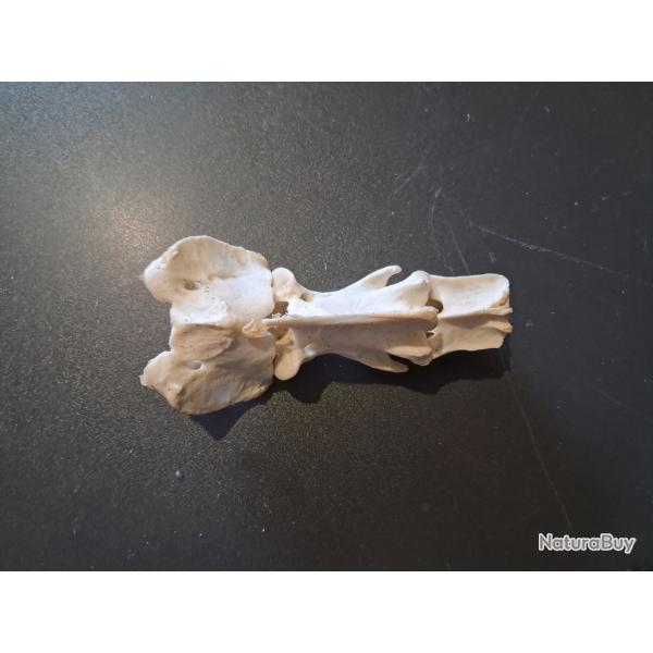 Section de vertbres cervicales de chevreuil