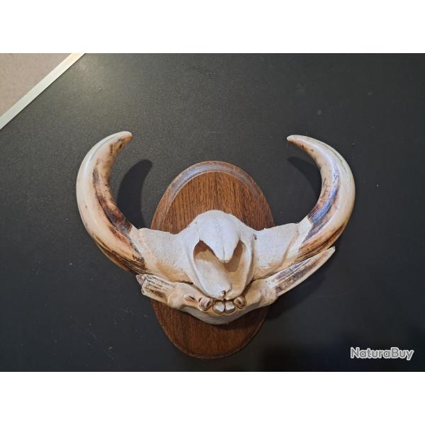 Troph�e "museau" de phacoch�re #6