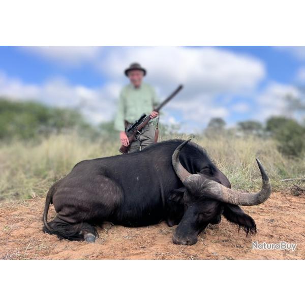OFFRE SPECIALE 2026- GROSSES FEMELLES BUFFLE CAFER AFRIQUE DU SUD