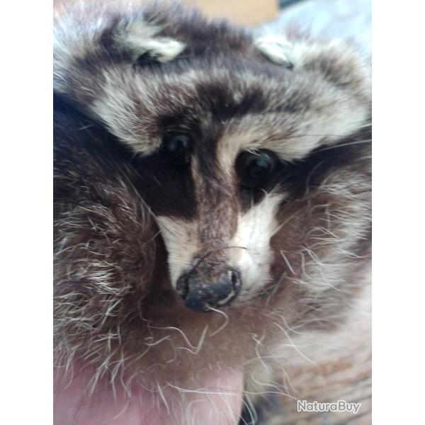 Vritable toque raton laveur