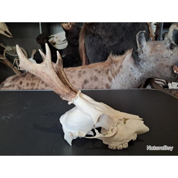 Crne de chevreuil #825