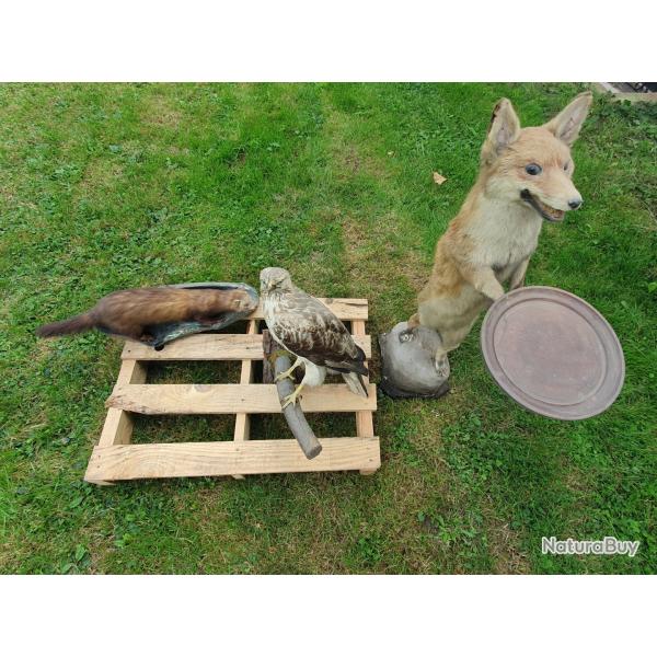 Lot animaux empaill�s renard buse martre