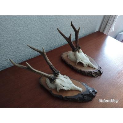 Trophée Chevreuil Brocard 6 Cors - Bois 18cm - Taxidermie Chasse