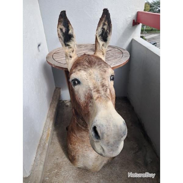 Taxidermie d' Ane ; Equus asinus