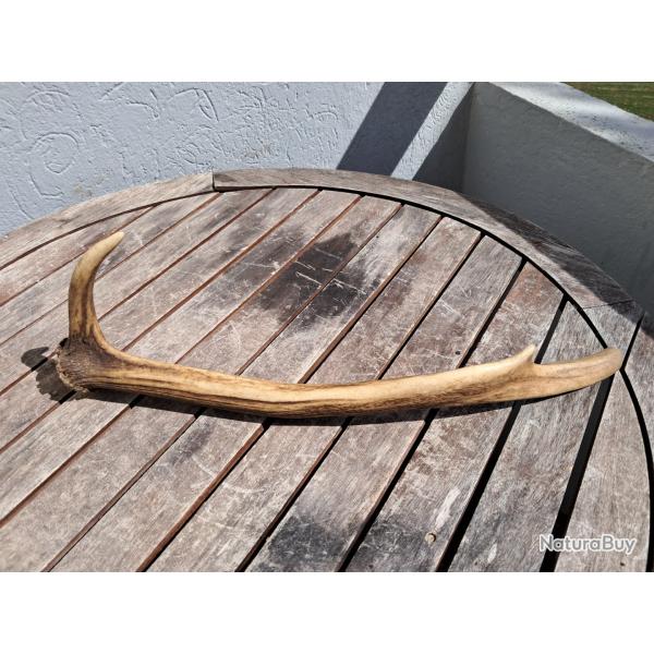 Bois de cerf �laphe ; Cervus elaphus #0209(4)