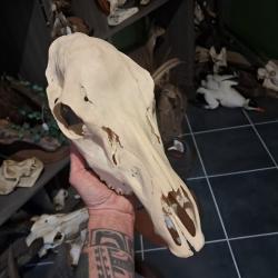 Cr&acirc;ne de biche ; Cervus #0602(1)