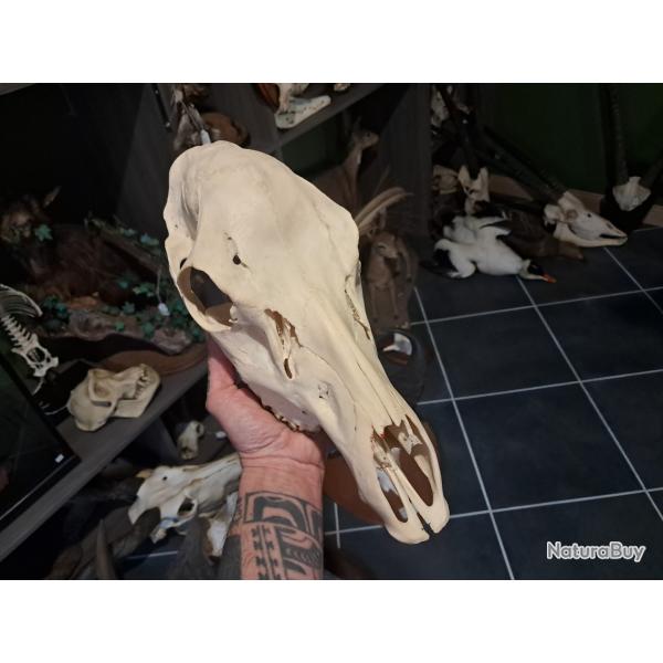 Cr�ne de biche ; Cervus #0602(1)