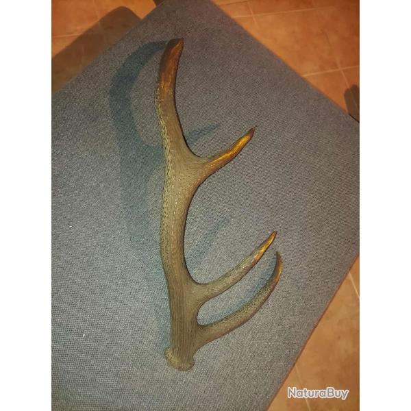 Troph�e Bois de cerf