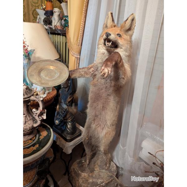 Renard Naturalis� sur socle