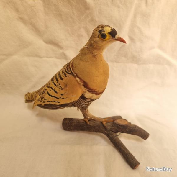 taxidermie pigeon d'Inde ou Pakistan Colombar masqu�