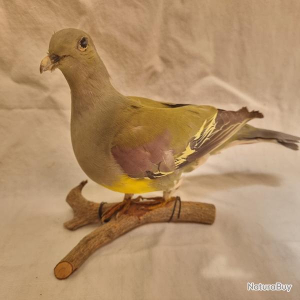 Taxidermie pigeon Treton Phoenicopterus Colombar Commandeur